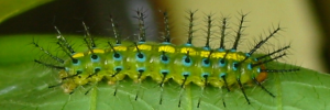 Final Larvae Side of Tailed Rustic - Vagrans egista propinqua